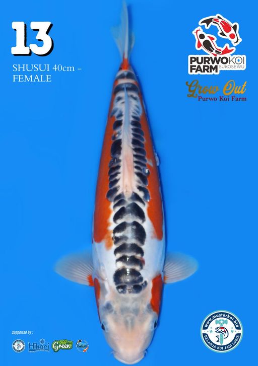 Lelang Koi Online, Jual Beli Ikan Koi, Pusat Jual Beli Koi, Info Lelang Koi Hari Ini, Platform Jual Beli Koi, Jual Beli Ikan Koi Online, Marketplace Ikan Koi, Jual Koi Terbaik, Tempat Beli Koi Berkualitas, Pasar Ikan Koi Online Terpercaya, Penjual Ikan Koi Terpercaya, Beli Koi Hias Online, Ikan Koi untuk Dijual, Koi Kualitas Terbaik, Toko Online Ikan Koi, Koi Hias Untuk Dijual, Jual Beli Ikan Koi Lokal, Koi Indonesia Online, Pusat Jual Beli Koi Terbesar