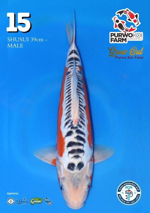 Lelang Koi Online, Jual Beli Ikan Koi, Pusat Jual Beli Koi, Info Lelang Koi Hari Ini, Platform Jual Beli Koi, Jual Beli Ikan Koi Online, Marketplace Ikan Koi, Jual Koi Terbaik, Tempat Beli Koi Berkualitas, Pasar Ikan Koi Online Terpercaya, Penjual Ikan Koi Terpercaya, Beli Koi Hias Online, Ikan Koi untuk Dijual, Koi Kualitas Terbaik, Toko Online Ikan Koi, Koi Hias Untuk Dijual, Jual Beli Ikan Koi Lokal, Koi Indonesia Online, Pusat Jual Beli Koi Terbesar