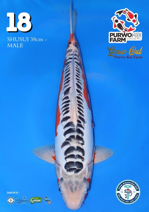 Lelang Koi Online, Jual Beli Ikan Koi, Pusat Jual Beli Koi, Info Lelang Koi Hari Ini, Platform Jual Beli Koi, Jual Beli Ikan Koi Online, Marketplace Ikan Koi, Jual Koi Terbaik, Tempat Beli Koi Berkualitas, Pasar Ikan Koi Online Terpercaya, Penjual Ikan Koi Terpercaya, Beli Koi Hias Online, Ikan Koi untuk Dijual, Koi Kualitas Terbaik, Toko Online Ikan Koi, Koi Hias Untuk Dijual, Jual Beli Ikan Koi Lokal, Koi Indonesia Online, Pusat Jual Beli Koi Terbesar