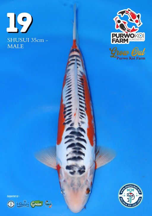Lelang Koi Online, Jual Beli Ikan Koi, Pusat Jual Beli Koi, Info Lelang Koi Hari Ini, Platform Jual Beli Koi, Jual Beli Ikan Koi Online, Marketplace Ikan Koi, Jual Koi Terbaik, Tempat Beli Koi Berkualitas, Pasar Ikan Koi Online Terpercaya, Penjual Ikan Koi Terpercaya, Beli Koi Hias Online, Ikan Koi untuk Dijual, Koi Kualitas Terbaik, Toko Online Ikan Koi, Koi Hias Untuk Dijual, Jual Beli Ikan Koi Lokal, Koi Indonesia Online, Pusat Jual Beli Koi Terbesar