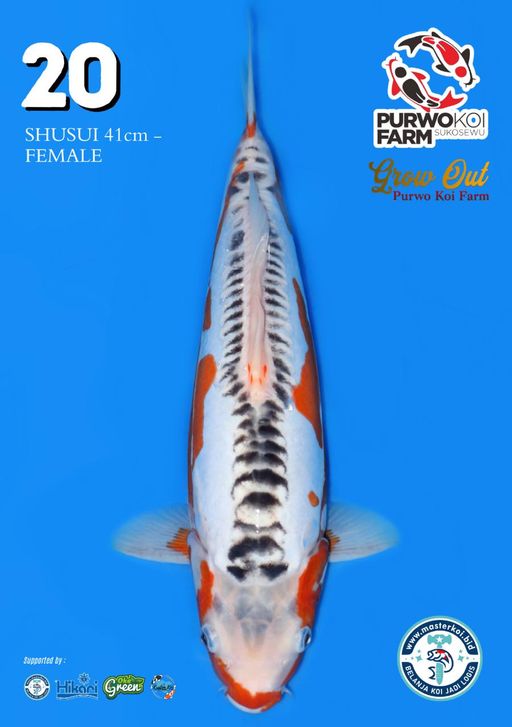 Lelang Koi Online, Jual Beli Ikan Koi, Pusat Jual Beli Koi, Info Lelang Koi Hari Ini, Platform Jual Beli Koi, Jual Beli Ikan Koi Online, Marketplace Ikan Koi, Jual Koi Terbaik, Tempat Beli Koi Berkualitas, Pasar Ikan Koi Online Terpercaya, Penjual Ikan Koi Terpercaya, Beli Koi Hias Online, Ikan Koi untuk Dijual, Koi Kualitas Terbaik, Toko Online Ikan Koi, Koi Hias Untuk Dijual, Jual Beli Ikan Koi Lokal, Koi Indonesia Online, Pusat Jual Beli Koi Terbesar
