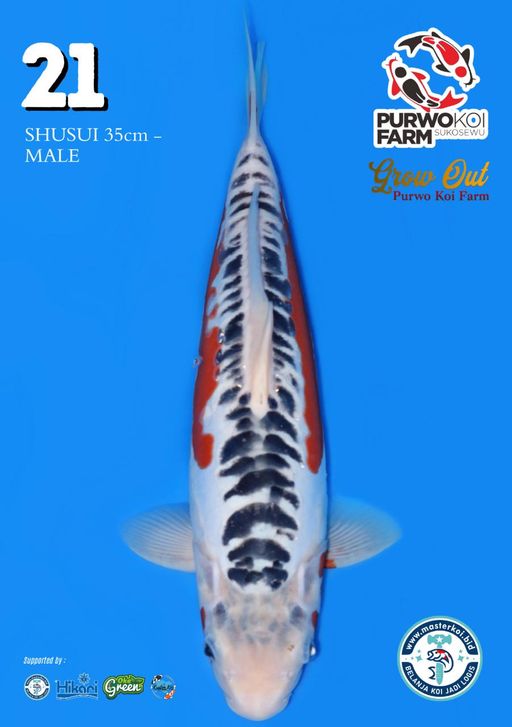 Lelang Koi Online, Jual Beli Ikan Koi, Pusat Jual Beli Koi, Info Lelang Koi Hari Ini, Platform Jual Beli Koi, Jual Beli Ikan Koi Online, Marketplace Ikan Koi, Jual Koi Terbaik, Tempat Beli Koi Berkualitas, Pasar Ikan Koi Online Terpercaya, Penjual Ikan Koi Terpercaya, Beli Koi Hias Online, Ikan Koi untuk Dijual, Koi Kualitas Terbaik, Toko Online Ikan Koi, Koi Hias Untuk Dijual, Jual Beli Ikan Koi Lokal, Koi Indonesia Online, Pusat Jual Beli Koi Terbesar