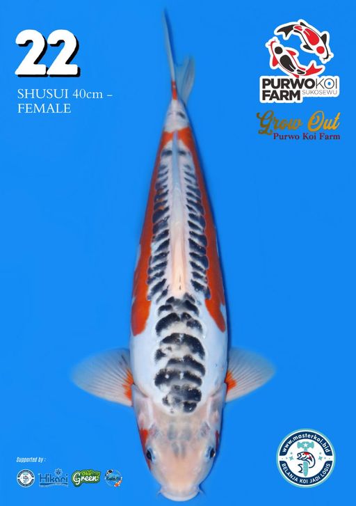 Lelang Koi Online, Jual Beli Ikan Koi, Pusat Jual Beli Koi, Info Lelang Koi Hari Ini, Platform Jual Beli Koi, Jual Beli Ikan Koi Online, Marketplace Ikan Koi, Jual Koi Terbaik, Tempat Beli Koi Berkualitas, Pasar Ikan Koi Online Terpercaya, Penjual Ikan Koi Terpercaya, Beli Koi Hias Online, Ikan Koi untuk Dijual, Koi Kualitas Terbaik, Toko Online Ikan Koi, Koi Hias Untuk Dijual, Jual Beli Ikan Koi Lokal, Koi Indonesia Online, Pusat Jual Beli Koi Terbesar