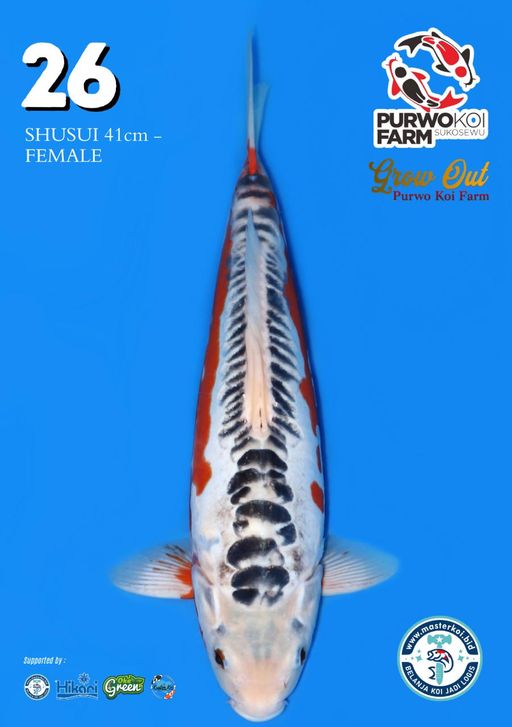 Lelang Koi Online, Jual Beli Ikan Koi, Pusat Jual Beli Koi, Info Lelang Koi Hari Ini, Platform Jual Beli Koi, Jual Beli Ikan Koi Online, Marketplace Ikan Koi, Jual Koi Terbaik, Tempat Beli Koi Berkualitas, Pasar Ikan Koi Online Terpercaya, Penjual Ikan Koi Terpercaya, Beli Koi Hias Online, Ikan Koi untuk Dijual, Koi Kualitas Terbaik, Toko Online Ikan Koi, Koi Hias Untuk Dijual, Jual Beli Ikan Koi Lokal, Koi Indonesia Online, Pusat Jual Beli Koi Terbesar