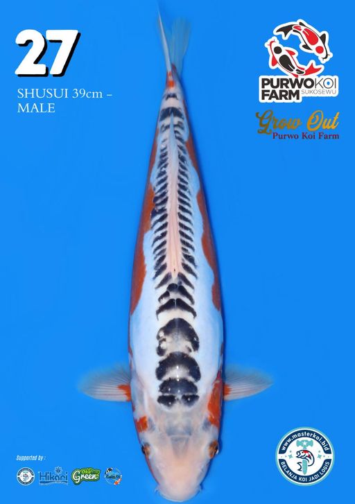 Lelang Koi Online, Jual Beli Ikan Koi, Pusat Jual Beli Koi, Info Lelang Koi Hari Ini, Platform Jual Beli Koi, Jual Beli Ikan Koi Online, Marketplace Ikan Koi, Jual Koi Terbaik, Tempat Beli Koi Berkualitas, Pasar Ikan Koi Online Terpercaya, Penjual Ikan Koi Terpercaya, Beli Koi Hias Online, Ikan Koi untuk Dijual, Koi Kualitas Terbaik, Toko Online Ikan Koi, Koi Hias Untuk Dijual, Jual Beli Ikan Koi Lokal, Koi Indonesia Online, Pusat Jual Beli Koi Terbesar