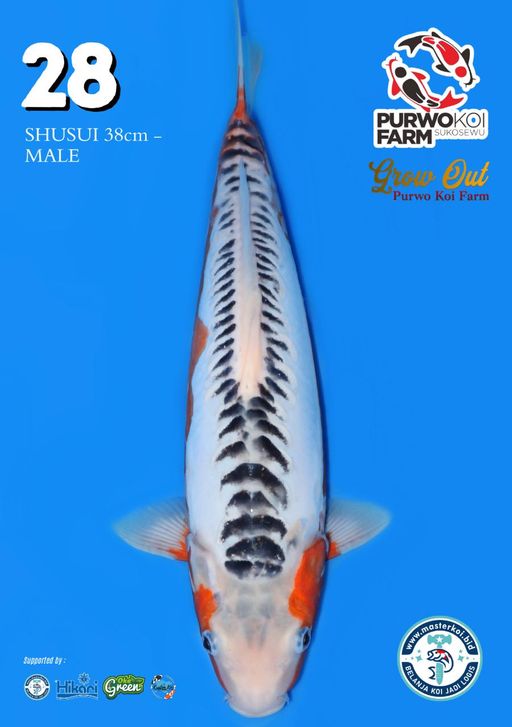 Lelang Koi Online, Jual Beli Ikan Koi, Pusat Jual Beli Koi, Info Lelang Koi Hari Ini, Platform Jual Beli Koi, Jual Beli Ikan Koi Online, Marketplace Ikan Koi, Jual Koi Terbaik, Tempat Beli Koi Berkualitas, Pasar Ikan Koi Online Terpercaya, Penjual Ikan Koi Terpercaya, Beli Koi Hias Online, Ikan Koi untuk Dijual, Koi Kualitas Terbaik, Toko Online Ikan Koi, Koi Hias Untuk Dijual, Jual Beli Ikan Koi Lokal, Koi Indonesia Online, Pusat Jual Beli Koi Terbesar