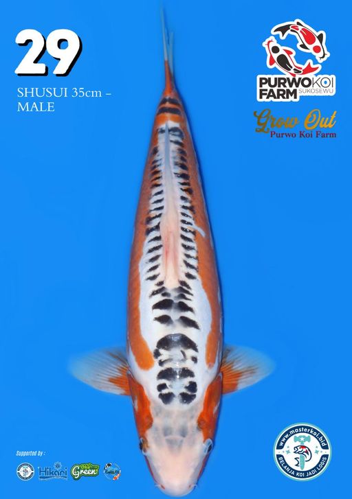 Lelang Koi Online, Jual Beli Ikan Koi, Pusat Jual Beli Koi, Info Lelang Koi Hari Ini, Platform Jual Beli Koi, Jual Beli Ikan Koi Online, Marketplace Ikan Koi, Jual Koi Terbaik, Tempat Beli Koi Berkualitas, Pasar Ikan Koi Online Terpercaya, Penjual Ikan Koi Terpercaya, Beli Koi Hias Online, Ikan Koi untuk Dijual, Koi Kualitas Terbaik, Toko Online Ikan Koi, Koi Hias Untuk Dijual, Jual Beli Ikan Koi Lokal, Koi Indonesia Online, Pusat Jual Beli Koi Terbesar