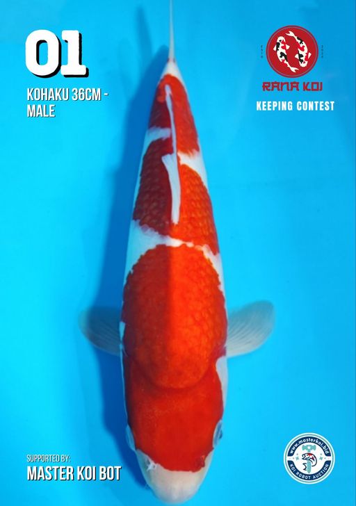 Lelang Koi Online, Jual Beli Ikan Koi, Pusat Jual Beli Koi, Info Lelang Koi Hari Ini, Platform Jual Beli Koi, Jual Beli Ikan Koi Online, Marketplace Ikan Koi, Jual Koi Terbaik, Tempat Beli Koi Berkualitas, Pasar Ikan Koi Online Terpercaya, Penjual Ikan Koi Terpercaya, Beli Koi Hias Online, Ikan Koi untuk Dijual, Koi Kualitas Terbaik, Toko Online Ikan Koi, Koi Hias Untuk Dijual, Jual Beli Ikan Koi Lokal, Koi Indonesia Online, Pusat Jual Beli Koi Terbesar
