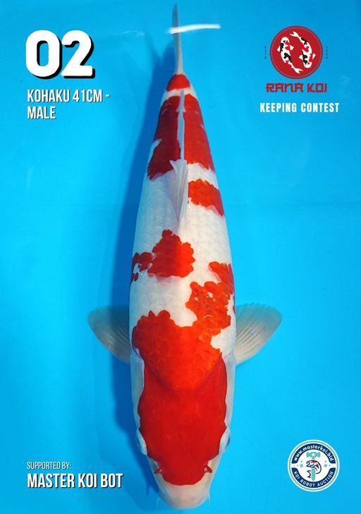 Lelang Koi Online, Jual Beli Ikan Koi, Pusat Jual Beli Koi, Info Lelang Koi Hari Ini, Platform Jual Beli Koi, Jual Beli Ikan Koi Online, Marketplace Ikan Koi, Jual Koi Terbaik, Tempat Beli Koi Berkualitas, Pasar Ikan Koi Online Terpercaya, Penjual Ikan Koi Terpercaya, Beli Koi Hias Online, Ikan Koi untuk Dijual, Koi Kualitas Terbaik, Toko Online Ikan Koi, Koi Hias Untuk Dijual, Jual Beli Ikan Koi Lokal, Koi Indonesia Online, Pusat Jual Beli Koi Terbesar