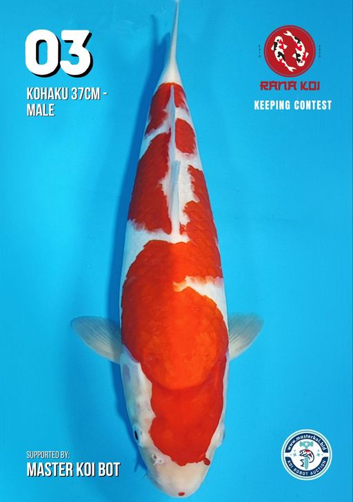 Lelang Koi Online, Jual Beli Ikan Koi, Pusat Jual Beli Koi, Info Lelang Koi Hari Ini, Platform Jual Beli Koi, Jual Beli Ikan Koi Online, Marketplace Ikan Koi, Jual Koi Terbaik, Tempat Beli Koi Berkualitas, Pasar Ikan Koi Online Terpercaya, Penjual Ikan Koi Terpercaya, Beli Koi Hias Online, Ikan Koi untuk Dijual, Koi Kualitas Terbaik, Toko Online Ikan Koi, Koi Hias Untuk Dijual, Jual Beli Ikan Koi Lokal, Koi Indonesia Online, Pusat Jual Beli Koi Terbesar