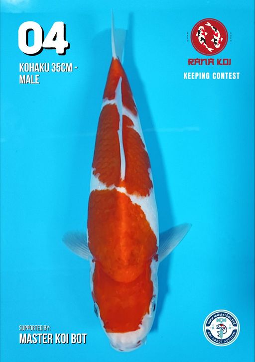 Lelang Koi Online, Jual Beli Ikan Koi, Pusat Jual Beli Koi, Info Lelang Koi Hari Ini, Platform Jual Beli Koi, Jual Beli Ikan Koi Online, Marketplace Ikan Koi, Jual Koi Terbaik, Tempat Beli Koi Berkualitas, Pasar Ikan Koi Online Terpercaya, Penjual Ikan Koi Terpercaya, Beli Koi Hias Online, Ikan Koi untuk Dijual, Koi Kualitas Terbaik, Toko Online Ikan Koi, Koi Hias Untuk Dijual, Jual Beli Ikan Koi Lokal, Koi Indonesia Online, Pusat Jual Beli Koi Terbesar