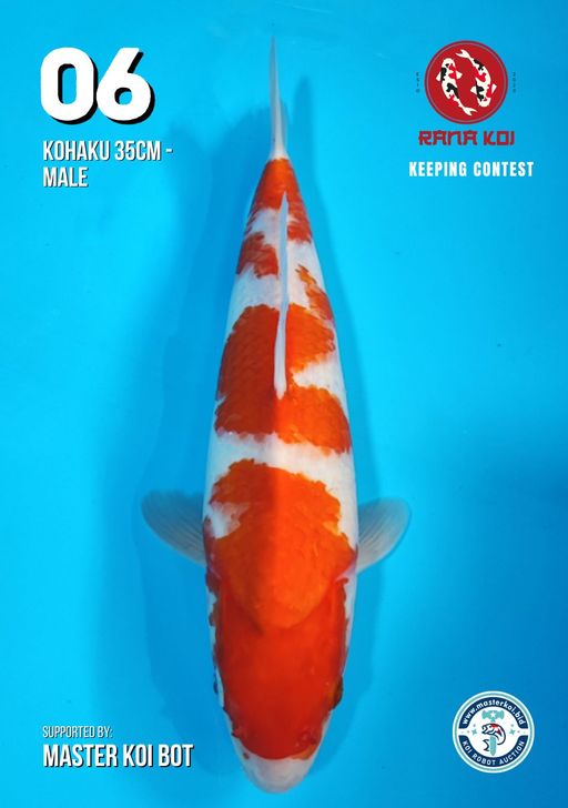 Lelang Koi Online, Jual Beli Ikan Koi, Pusat Jual Beli Koi, Info Lelang Koi Hari Ini, Platform Jual Beli Koi, Jual Beli Ikan Koi Online, Marketplace Ikan Koi, Jual Koi Terbaik, Tempat Beli Koi Berkualitas, Pasar Ikan Koi Online Terpercaya, Penjual Ikan Koi Terpercaya, Beli Koi Hias Online, Ikan Koi untuk Dijual, Koi Kualitas Terbaik, Toko Online Ikan Koi, Koi Hias Untuk Dijual, Jual Beli Ikan Koi Lokal, Koi Indonesia Online, Pusat Jual Beli Koi Terbesar