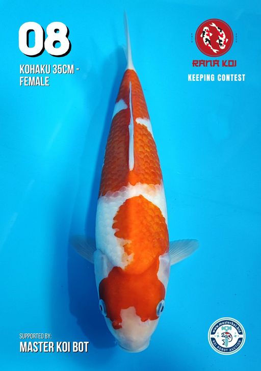 Lelang Koi Online, Jual Beli Ikan Koi, Pusat Jual Beli Koi, Info Lelang Koi Hari Ini, Platform Jual Beli Koi, Jual Beli Ikan Koi Online, Marketplace Ikan Koi, Jual Koi Terbaik, Tempat Beli Koi Berkualitas, Pasar Ikan Koi Online Terpercaya, Penjual Ikan Koi Terpercaya, Beli Koi Hias Online, Ikan Koi untuk Dijual, Koi Kualitas Terbaik, Toko Online Ikan Koi, Koi Hias Untuk Dijual, Jual Beli Ikan Koi Lokal, Koi Indonesia Online, Pusat Jual Beli Koi Terbesar