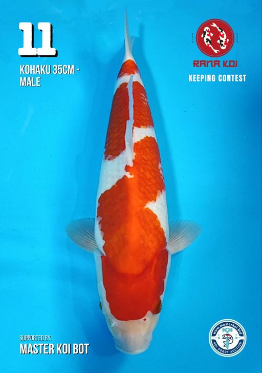 Lelang Koi Online, Jual Beli Ikan Koi, Pusat Jual Beli Koi, Info Lelang Koi Hari Ini, Platform Jual Beli Koi, Jual Beli Ikan Koi Online, Marketplace Ikan Koi, Jual Koi Terbaik, Tempat Beli Koi Berkualitas, Pasar Ikan Koi Online Terpercaya, Penjual Ikan Koi Terpercaya, Beli Koi Hias Online, Ikan Koi untuk Dijual, Koi Kualitas Terbaik, Toko Online Ikan Koi, Koi Hias Untuk Dijual, Jual Beli Ikan Koi Lokal, Koi Indonesia Online, Pusat Jual Beli Koi Terbesar