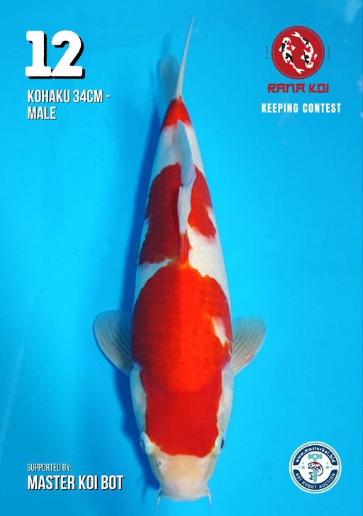 Lelang Koi Online, Jual Beli Ikan Koi, Pusat Jual Beli Koi, Info Lelang Koi Hari Ini, Platform Jual Beli Koi, Jual Beli Ikan Koi Online, Marketplace Ikan Koi, Jual Koi Terbaik, Tempat Beli Koi Berkualitas, Pasar Ikan Koi Online Terpercaya, Penjual Ikan Koi Terpercaya, Beli Koi Hias Online, Ikan Koi untuk Dijual, Koi Kualitas Terbaik, Toko Online Ikan Koi, Koi Hias Untuk Dijual, Jual Beli Ikan Koi Lokal, Koi Indonesia Online, Pusat Jual Beli Koi Terbesar