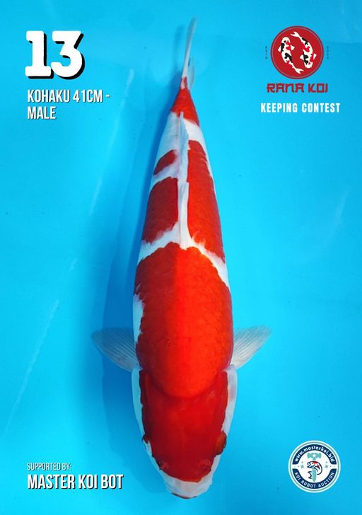 Lelang Koi Online, Jual Beli Ikan Koi, Pusat Jual Beli Koi, Info Lelang Koi Hari Ini, Platform Jual Beli Koi, Jual Beli Ikan Koi Online, Marketplace Ikan Koi, Jual Koi Terbaik, Tempat Beli Koi Berkualitas, Pasar Ikan Koi Online Terpercaya, Penjual Ikan Koi Terpercaya, Beli Koi Hias Online, Ikan Koi untuk Dijual, Koi Kualitas Terbaik, Toko Online Ikan Koi, Koi Hias Untuk Dijual, Jual Beli Ikan Koi Lokal, Koi Indonesia Online, Pusat Jual Beli Koi Terbesar