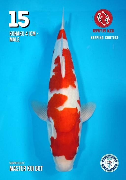 Lelang Koi Online, Jual Beli Ikan Koi, Pusat Jual Beli Koi, Info Lelang Koi Hari Ini, Platform Jual Beli Koi, Jual Beli Ikan Koi Online, Marketplace Ikan Koi, Jual Koi Terbaik, Tempat Beli Koi Berkualitas, Pasar Ikan Koi Online Terpercaya, Penjual Ikan Koi Terpercaya, Beli Koi Hias Online, Ikan Koi untuk Dijual, Koi Kualitas Terbaik, Toko Online Ikan Koi, Koi Hias Untuk Dijual, Jual Beli Ikan Koi Lokal, Koi Indonesia Online, Pusat Jual Beli Koi Terbesar
