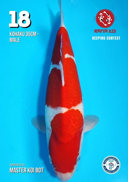 Lelang Koi Online, Jual Beli Ikan Koi, Pusat Jual Beli Koi, Info Lelang Koi Hari Ini, Platform Jual Beli Koi, Jual Beli Ikan Koi Online, Marketplace Ikan Koi, Jual Koi Terbaik, Tempat Beli Koi Berkualitas, Pasar Ikan Koi Online Terpercaya, Penjual Ikan Koi Terpercaya, Beli Koi Hias Online, Ikan Koi untuk Dijual, Koi Kualitas Terbaik, Toko Online Ikan Koi, Koi Hias Untuk Dijual, Jual Beli Ikan Koi Lokal, Koi Indonesia Online, Pusat Jual Beli Koi Terbesar