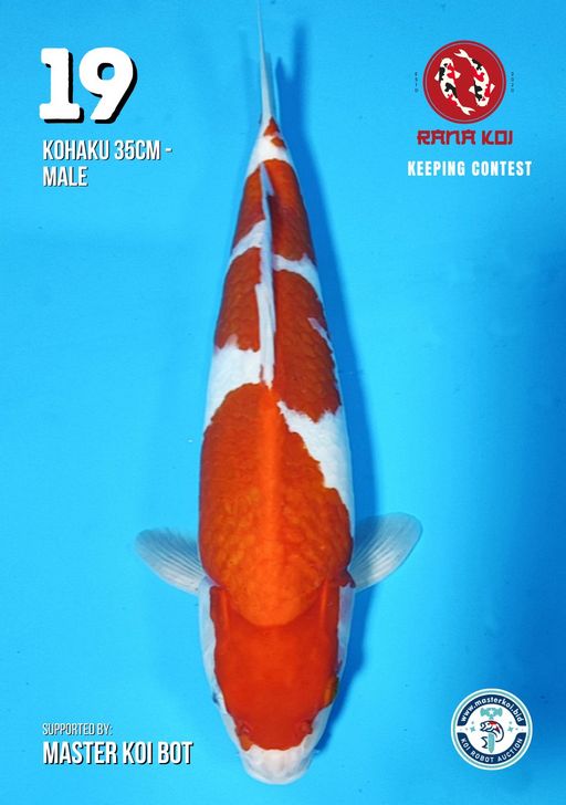 Lelang Koi Online, Jual Beli Ikan Koi, Pusat Jual Beli Koi, Info Lelang Koi Hari Ini, Platform Jual Beli Koi, Jual Beli Ikan Koi Online, Marketplace Ikan Koi, Jual Koi Terbaik, Tempat Beli Koi Berkualitas, Pasar Ikan Koi Online Terpercaya, Penjual Ikan Koi Terpercaya, Beli Koi Hias Online, Ikan Koi untuk Dijual, Koi Kualitas Terbaik, Toko Online Ikan Koi, Koi Hias Untuk Dijual, Jual Beli Ikan Koi Lokal, Koi Indonesia Online, Pusat Jual Beli Koi Terbesar