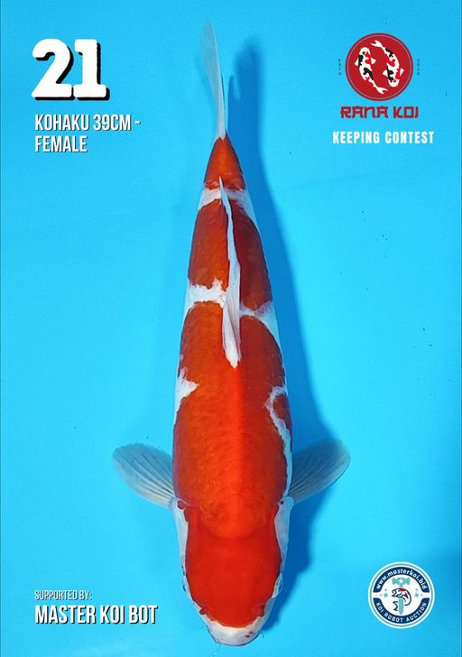 Lelang Koi Online, Jual Beli Ikan Koi, Pusat Jual Beli Koi, Info Lelang Koi Hari Ini, Platform Jual Beli Koi, Jual Beli Ikan Koi Online, Marketplace Ikan Koi, Jual Koi Terbaik, Tempat Beli Koi Berkualitas, Pasar Ikan Koi Online Terpercaya, Penjual Ikan Koi Terpercaya, Beli Koi Hias Online, Ikan Koi untuk Dijual, Koi Kualitas Terbaik, Toko Online Ikan Koi, Koi Hias Untuk Dijual, Jual Beli Ikan Koi Lokal, Koi Indonesia Online, Pusat Jual Beli Koi Terbesar