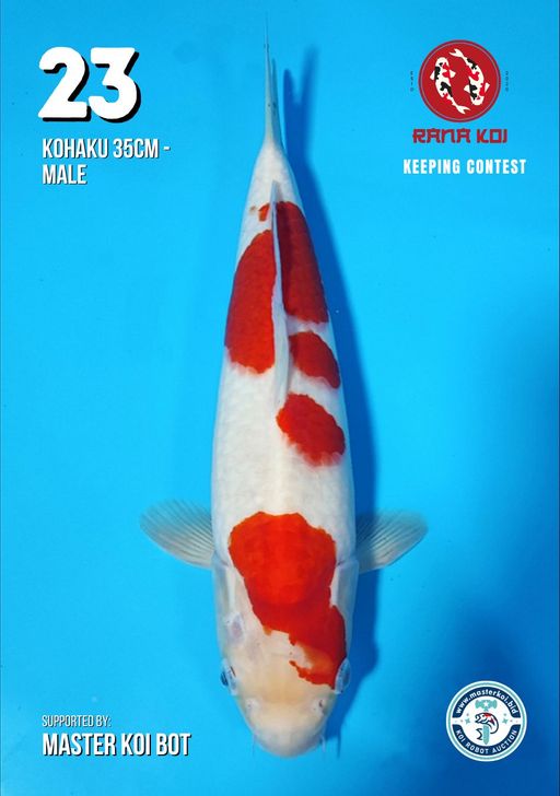 Lelang Koi Online, Jual Beli Ikan Koi, Pusat Jual Beli Koi, Info Lelang Koi Hari Ini, Platform Jual Beli Koi, Jual Beli Ikan Koi Online, Marketplace Ikan Koi, Jual Koi Terbaik, Tempat Beli Koi Berkualitas, Pasar Ikan Koi Online Terpercaya, Penjual Ikan Koi Terpercaya, Beli Koi Hias Online, Ikan Koi untuk Dijual, Koi Kualitas Terbaik, Toko Online Ikan Koi, Koi Hias Untuk Dijual, Jual Beli Ikan Koi Lokal, Koi Indonesia Online, Pusat Jual Beli Koi Terbesar