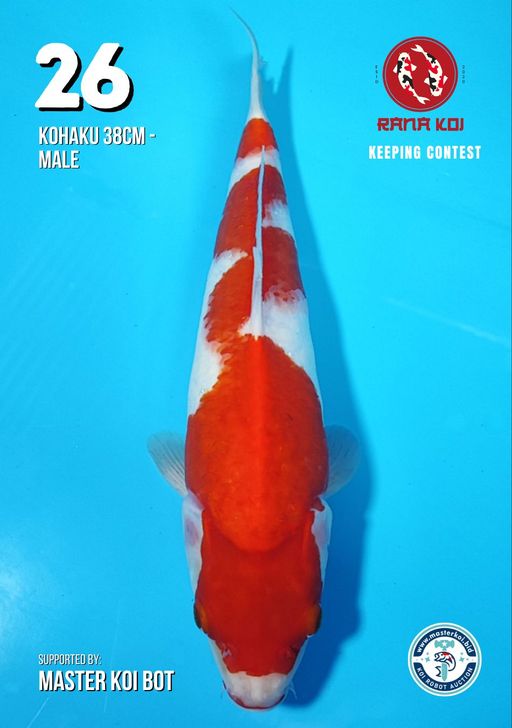 Lelang Koi Online, Jual Beli Ikan Koi, Pusat Jual Beli Koi, Info Lelang Koi Hari Ini, Platform Jual Beli Koi, Jual Beli Ikan Koi Online, Marketplace Ikan Koi, Jual Koi Terbaik, Tempat Beli Koi Berkualitas, Pasar Ikan Koi Online Terpercaya, Penjual Ikan Koi Terpercaya, Beli Koi Hias Online, Ikan Koi untuk Dijual, Koi Kualitas Terbaik, Toko Online Ikan Koi, Koi Hias Untuk Dijual, Jual Beli Ikan Koi Lokal, Koi Indonesia Online, Pusat Jual Beli Koi Terbesar