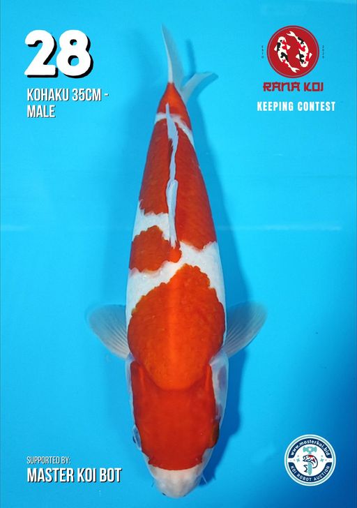 Lelang Koi Online, Jual Beli Ikan Koi, Pusat Jual Beli Koi, Info Lelang Koi Hari Ini, Platform Jual Beli Koi, Jual Beli Ikan Koi Online, Marketplace Ikan Koi, Jual Koi Terbaik, Tempat Beli Koi Berkualitas, Pasar Ikan Koi Online Terpercaya, Penjual Ikan Koi Terpercaya, Beli Koi Hias Online, Ikan Koi untuk Dijual, Koi Kualitas Terbaik, Toko Online Ikan Koi, Koi Hias Untuk Dijual, Jual Beli Ikan Koi Lokal, Koi Indonesia Online, Pusat Jual Beli Koi Terbesar