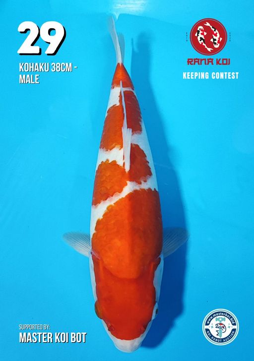 Lelang Koi Online, Jual Beli Ikan Koi, Pusat Jual Beli Koi, Info Lelang Koi Hari Ini, Platform Jual Beli Koi, Jual Beli Ikan Koi Online, Marketplace Ikan Koi, Jual Koi Terbaik, Tempat Beli Koi Berkualitas, Pasar Ikan Koi Online Terpercaya, Penjual Ikan Koi Terpercaya, Beli Koi Hias Online, Ikan Koi untuk Dijual, Koi Kualitas Terbaik, Toko Online Ikan Koi, Koi Hias Untuk Dijual, Jual Beli Ikan Koi Lokal, Koi Indonesia Online, Pusat Jual Beli Koi Terbesar