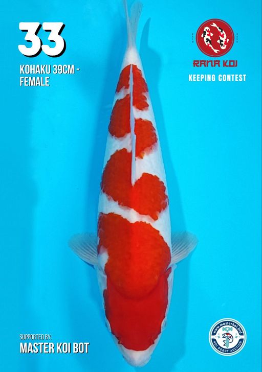 Lelang Koi Online, Jual Beli Ikan Koi, Pusat Jual Beli Koi, Info Lelang Koi Hari Ini, Platform Jual Beli Koi, Jual Beli Ikan Koi Online, Marketplace Ikan Koi, Jual Koi Terbaik, Tempat Beli Koi Berkualitas, Pasar Ikan Koi Online Terpercaya, Penjual Ikan Koi Terpercaya, Beli Koi Hias Online, Ikan Koi untuk Dijual, Koi Kualitas Terbaik, Toko Online Ikan Koi, Koi Hias Untuk Dijual, Jual Beli Ikan Koi Lokal, Koi Indonesia Online, Pusat Jual Beli Koi Terbesar