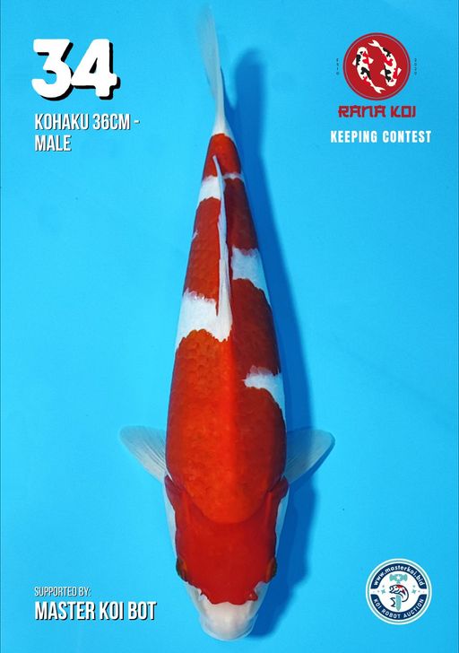 Lelang Koi Online, Jual Beli Ikan Koi, Pusat Jual Beli Koi, Info Lelang Koi Hari Ini, Platform Jual Beli Koi, Jual Beli Ikan Koi Online, Marketplace Ikan Koi, Jual Koi Terbaik, Tempat Beli Koi Berkualitas, Pasar Ikan Koi Online Terpercaya, Penjual Ikan Koi Terpercaya, Beli Koi Hias Online, Ikan Koi untuk Dijual, Koi Kualitas Terbaik, Toko Online Ikan Koi, Koi Hias Untuk Dijual, Jual Beli Ikan Koi Lokal, Koi Indonesia Online, Pusat Jual Beli Koi Terbesar