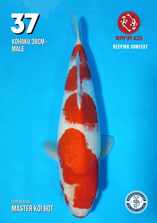 Lelang Koi Online, Jual Beli Ikan Koi, Pusat Jual Beli Koi, Info Lelang Koi Hari Ini, Platform Jual Beli Koi, Jual Beli Ikan Koi Online, Marketplace Ikan Koi, Jual Koi Terbaik, Tempat Beli Koi Berkualitas, Pasar Ikan Koi Online Terpercaya, Penjual Ikan Koi Terpercaya, Beli Koi Hias Online, Ikan Koi untuk Dijual, Koi Kualitas Terbaik, Toko Online Ikan Koi, Koi Hias Untuk Dijual, Jual Beli Ikan Koi Lokal, Koi Indonesia Online, Pusat Jual Beli Koi Terbesar