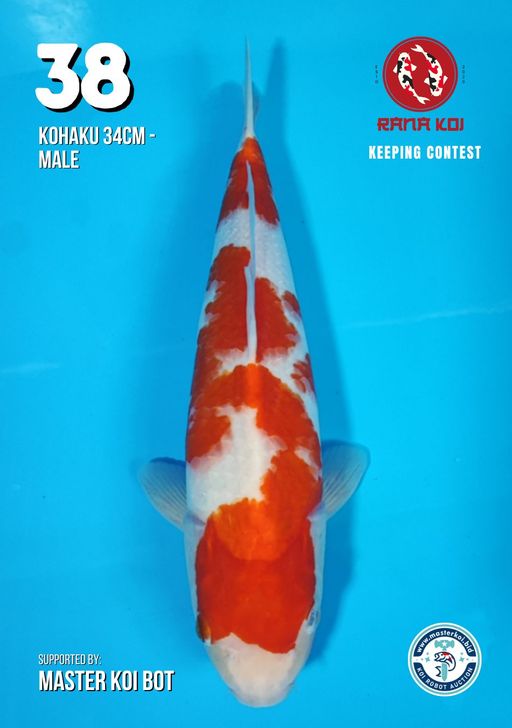 Lelang Koi Online, Jual Beli Ikan Koi, Pusat Jual Beli Koi, Info Lelang Koi Hari Ini, Platform Jual Beli Koi, Jual Beli Ikan Koi Online, Marketplace Ikan Koi, Jual Koi Terbaik, Tempat Beli Koi Berkualitas, Pasar Ikan Koi Online Terpercaya, Penjual Ikan Koi Terpercaya, Beli Koi Hias Online, Ikan Koi untuk Dijual, Koi Kualitas Terbaik, Toko Online Ikan Koi, Koi Hias Untuk Dijual, Jual Beli Ikan Koi Lokal, Koi Indonesia Online, Pusat Jual Beli Koi Terbesar