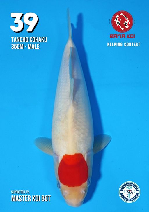 Lelang Koi Online, Jual Beli Ikan Koi, Pusat Jual Beli Koi, Info Lelang Koi Hari Ini, Platform Jual Beli Koi, Jual Beli Ikan Koi Online, Marketplace Ikan Koi, Jual Koi Terbaik, Tempat Beli Koi Berkualitas, Pasar Ikan Koi Online Terpercaya, Penjual Ikan Koi Terpercaya, Beli Koi Hias Online, Ikan Koi untuk Dijual, Koi Kualitas Terbaik, Toko Online Ikan Koi, Koi Hias Untuk Dijual, Jual Beli Ikan Koi Lokal, Koi Indonesia Online, Pusat Jual Beli Koi Terbesar