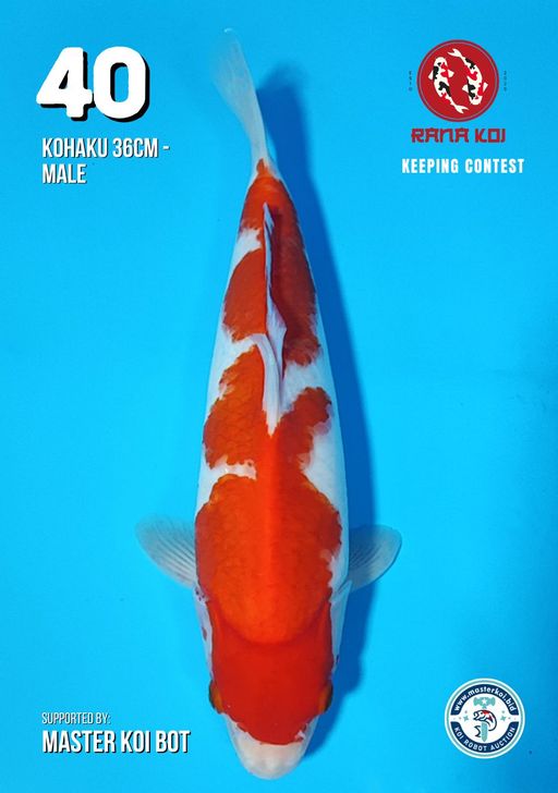 Lelang Koi Online, Jual Beli Ikan Koi, Pusat Jual Beli Koi, Info Lelang Koi Hari Ini, Platform Jual Beli Koi, Jual Beli Ikan Koi Online, Marketplace Ikan Koi, Jual Koi Terbaik, Tempat Beli Koi Berkualitas, Pasar Ikan Koi Online Terpercaya, Penjual Ikan Koi Terpercaya, Beli Koi Hias Online, Ikan Koi untuk Dijual, Koi Kualitas Terbaik, Toko Online Ikan Koi, Koi Hias Untuk Dijual, Jual Beli Ikan Koi Lokal, Koi Indonesia Online, Pusat Jual Beli Koi Terbesar