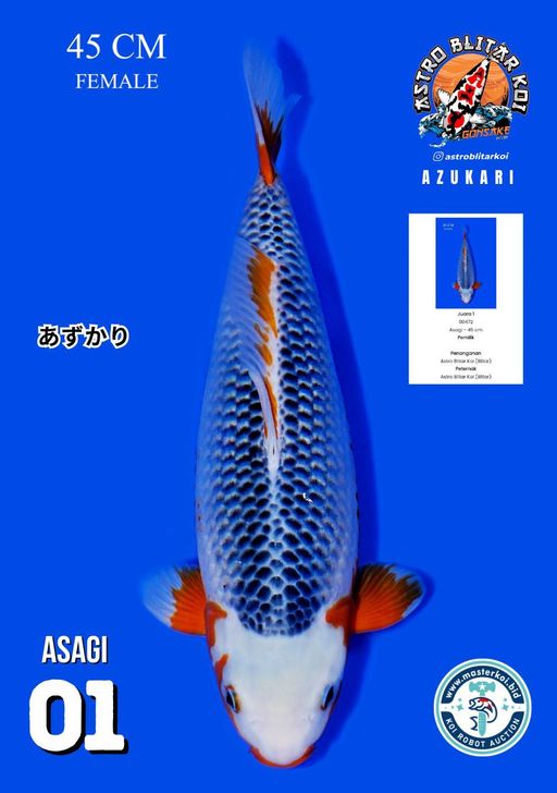 Lelang Koi Online, Jual Beli Ikan Koi, Pusat Jual Beli Koi, Info Lelang Koi Hari Ini, Platform Jual Beli Koi, Jual Beli Ikan Koi Online, Marketplace Ikan Koi, Jual Koi Terbaik, Tempat Beli Koi Berkualitas, Pasar Ikan Koi Online Terpercaya, Penjual Ikan Koi Terpercaya, Beli Koi Hias Online, Ikan Koi untuk Dijual, Koi Kualitas Terbaik, Toko Online Ikan Koi, Koi Hias Untuk Dijual, Jual Beli Ikan Koi Lokal, Koi Indonesia Online, Pusat Jual Beli Koi Terbesar
