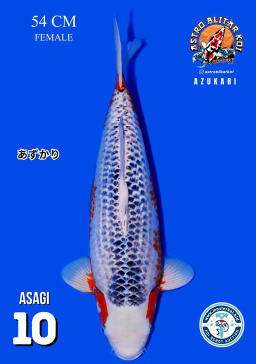 Lelang Koi Online, Jual Beli Ikan Koi, Pusat Jual Beli Koi, Info Lelang Koi Hari Ini, Platform Jual Beli Koi, Jual Beli Ikan Koi Online, Marketplace Ikan Koi, Jual Koi Terbaik, Tempat Beli Koi Berkualitas, Pasar Ikan Koi Online Terpercaya, Penjual Ikan Koi Terpercaya, Beli Koi Hias Online, Ikan Koi untuk Dijual, Koi Kualitas Terbaik, Toko Online Ikan Koi, Koi Hias Untuk Dijual, Jual Beli Ikan Koi Lokal, Koi Indonesia Online, Pusat Jual Beli Koi Terbesar