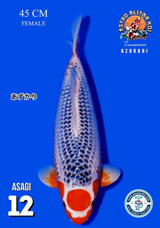 Lelang Koi Online, Jual Beli Ikan Koi, Pusat Jual Beli Koi, Info Lelang Koi Hari Ini, Platform Jual Beli Koi, Jual Beli Ikan Koi Online, Marketplace Ikan Koi, Jual Koi Terbaik, Tempat Beli Koi Berkualitas, Pasar Ikan Koi Online Terpercaya, Penjual Ikan Koi Terpercaya, Beli Koi Hias Online, Ikan Koi untuk Dijual, Koi Kualitas Terbaik, Toko Online Ikan Koi, Koi Hias Untuk Dijual, Jual Beli Ikan Koi Lokal, Koi Indonesia Online, Pusat Jual Beli Koi Terbesar
