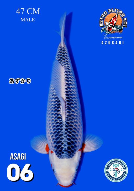 Lelang Koi Online, Jual Beli Ikan Koi, Pusat Jual Beli Koi, Info Lelang Koi Hari Ini, Platform Jual Beli Koi, Jual Beli Ikan Koi Online, Marketplace Ikan Koi, Jual Koi Terbaik, Tempat Beli Koi Berkualitas, Pasar Ikan Koi Online Terpercaya, Penjual Ikan Koi Terpercaya, Beli Koi Hias Online, Ikan Koi untuk Dijual, Koi Kualitas Terbaik, Toko Online Ikan Koi, Koi Hias Untuk Dijual, Jual Beli Ikan Koi Lokal, Koi Indonesia Online, Pusat Jual Beli Koi Terbesar