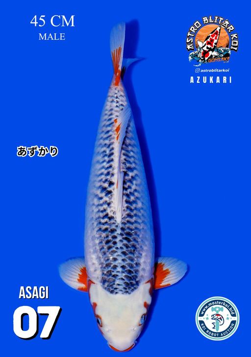 Lelang Koi Online, Jual Beli Ikan Koi, Pusat Jual Beli Koi, Info Lelang Koi Hari Ini, Platform Jual Beli Koi, Jual Beli Ikan Koi Online, Marketplace Ikan Koi, Jual Koi Terbaik, Tempat Beli Koi Berkualitas, Pasar Ikan Koi Online Terpercaya, Penjual Ikan Koi Terpercaya, Beli Koi Hias Online, Ikan Koi untuk Dijual, Koi Kualitas Terbaik, Toko Online Ikan Koi, Koi Hias Untuk Dijual, Jual Beli Ikan Koi Lokal, Koi Indonesia Online, Pusat Jual Beli Koi Terbesar