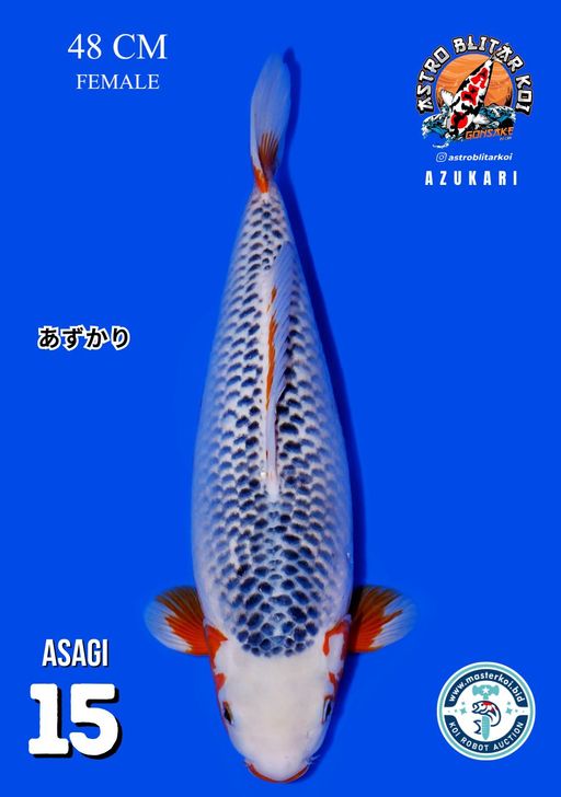 Lelang Koi Online, Jual Beli Ikan Koi, Pusat Jual Beli Koi, Info Lelang Koi Hari Ini, Platform Jual Beli Koi, Jual Beli Ikan Koi Online, Marketplace Ikan Koi, Jual Koi Terbaik, Tempat Beli Koi Berkualitas, Pasar Ikan Koi Online Terpercaya, Penjual Ikan Koi Terpercaya, Beli Koi Hias Online, Ikan Koi untuk Dijual, Koi Kualitas Terbaik, Toko Online Ikan Koi, Koi Hias Untuk Dijual, Jual Beli Ikan Koi Lokal, Koi Indonesia Online, Pusat Jual Beli Koi Terbesar