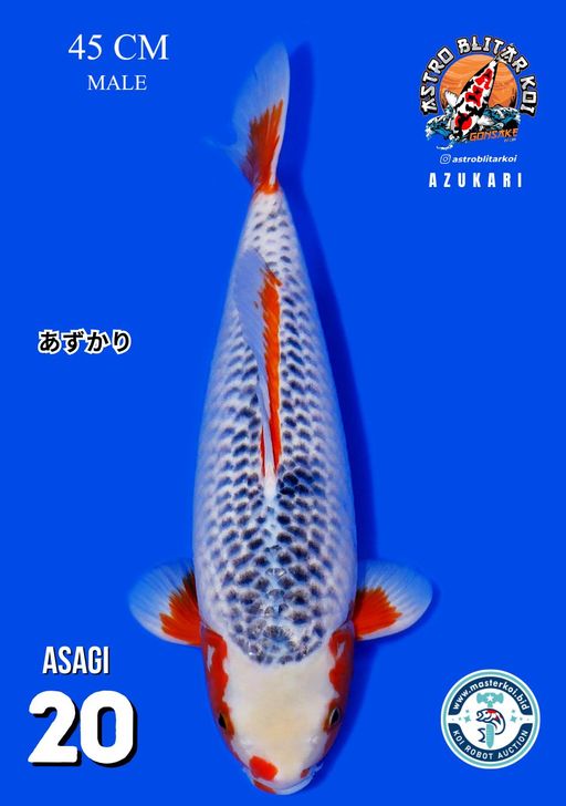 Lelang Koi Online, Jual Beli Ikan Koi, Pusat Jual Beli Koi, Info Lelang Koi Hari Ini, Platform Jual Beli Koi, Jual Beli Ikan Koi Online, Marketplace Ikan Koi, Jual Koi Terbaik, Tempat Beli Koi Berkualitas, Pasar Ikan Koi Online Terpercaya, Penjual Ikan Koi Terpercaya, Beli Koi Hias Online, Ikan Koi untuk Dijual, Koi Kualitas Terbaik, Toko Online Ikan Koi, Koi Hias Untuk Dijual, Jual Beli Ikan Koi Lokal, Koi Indonesia Online, Pusat Jual Beli Koi Terbesar