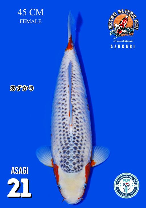 Lelang Koi Online, Jual Beli Ikan Koi, Pusat Jual Beli Koi, Info Lelang Koi Hari Ini, Platform Jual Beli Koi, Jual Beli Ikan Koi Online, Marketplace Ikan Koi, Jual Koi Terbaik, Tempat Beli Koi Berkualitas, Pasar Ikan Koi Online Terpercaya, Penjual Ikan Koi Terpercaya, Beli Koi Hias Online, Ikan Koi untuk Dijual, Koi Kualitas Terbaik, Toko Online Ikan Koi, Koi Hias Untuk Dijual, Jual Beli Ikan Koi Lokal, Koi Indonesia Online, Pusat Jual Beli Koi Terbesar