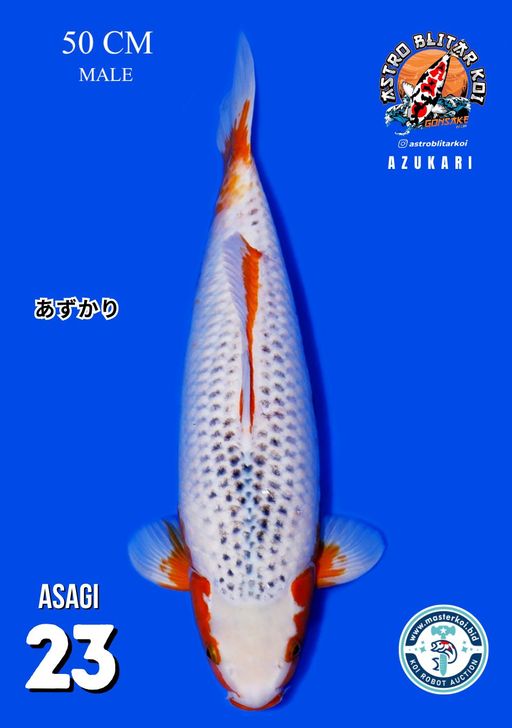Lelang Koi Online, Jual Beli Ikan Koi, Pusat Jual Beli Koi, Info Lelang Koi Hari Ini, Platform Jual Beli Koi, Jual Beli Ikan Koi Online, Marketplace Ikan Koi, Jual Koi Terbaik, Tempat Beli Koi Berkualitas, Pasar Ikan Koi Online Terpercaya, Penjual Ikan Koi Terpercaya, Beli Koi Hias Online, Ikan Koi untuk Dijual, Koi Kualitas Terbaik, Toko Online Ikan Koi, Koi Hias Untuk Dijual, Jual Beli Ikan Koi Lokal, Koi Indonesia Online, Pusat Jual Beli Koi Terbesar
