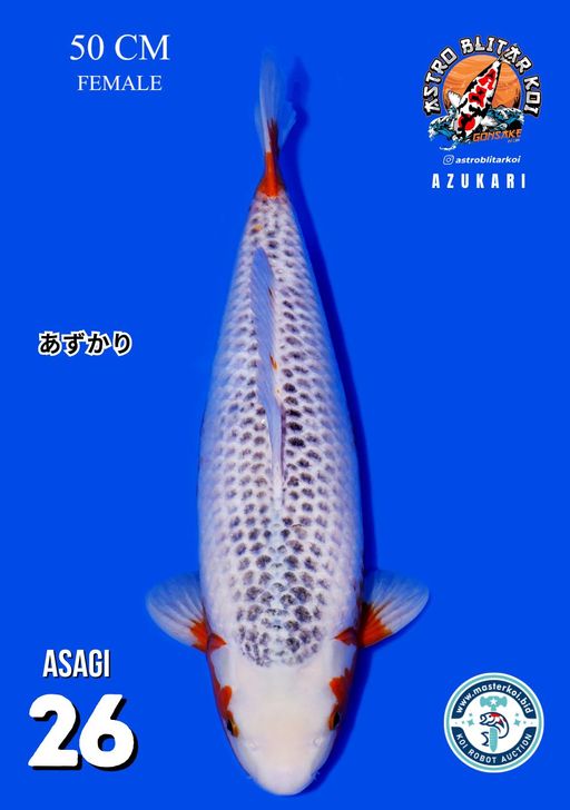 Lelang Koi Online, Jual Beli Ikan Koi, Pusat Jual Beli Koi, Info Lelang Koi Hari Ini, Platform Jual Beli Koi, Jual Beli Ikan Koi Online, Marketplace Ikan Koi, Jual Koi Terbaik, Tempat Beli Koi Berkualitas, Pasar Ikan Koi Online Terpercaya, Penjual Ikan Koi Terpercaya, Beli Koi Hias Online, Ikan Koi untuk Dijual, Koi Kualitas Terbaik, Toko Online Ikan Koi, Koi Hias Untuk Dijual, Jual Beli Ikan Koi Lokal, Koi Indonesia Online, Pusat Jual Beli Koi Terbesar