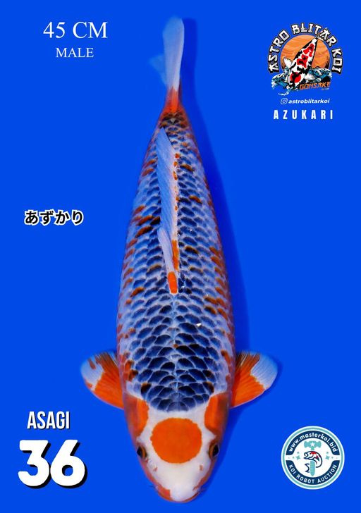 Lelang Koi Online, Jual Beli Ikan Koi, Pusat Jual Beli Koi, Info Lelang Koi Hari Ini, Platform Jual Beli Koi, Jual Beli Ikan Koi Online, Marketplace Ikan Koi, Jual Koi Terbaik, Tempat Beli Koi Berkualitas, Pasar Ikan Koi Online Terpercaya, Penjual Ikan Koi Terpercaya, Beli Koi Hias Online, Ikan Koi untuk Dijual, Koi Kualitas Terbaik, Toko Online Ikan Koi, Koi Hias Untuk Dijual, Jual Beli Ikan Koi Lokal, Koi Indonesia Online, Pusat Jual Beli Koi Terbesar