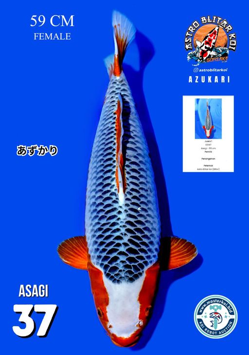 Lelang Koi Online, Jual Beli Ikan Koi, Pusat Jual Beli Koi, Info Lelang Koi Hari Ini, Platform Jual Beli Koi, Jual Beli Ikan Koi Online, Marketplace Ikan Koi, Jual Koi Terbaik, Tempat Beli Koi Berkualitas, Pasar Ikan Koi Online Terpercaya, Penjual Ikan Koi Terpercaya, Beli Koi Hias Online, Ikan Koi untuk Dijual, Koi Kualitas Terbaik, Toko Online Ikan Koi, Koi Hias Untuk Dijual, Jual Beli Ikan Koi Lokal, Koi Indonesia Online, Pusat Jual Beli Koi Terbesar