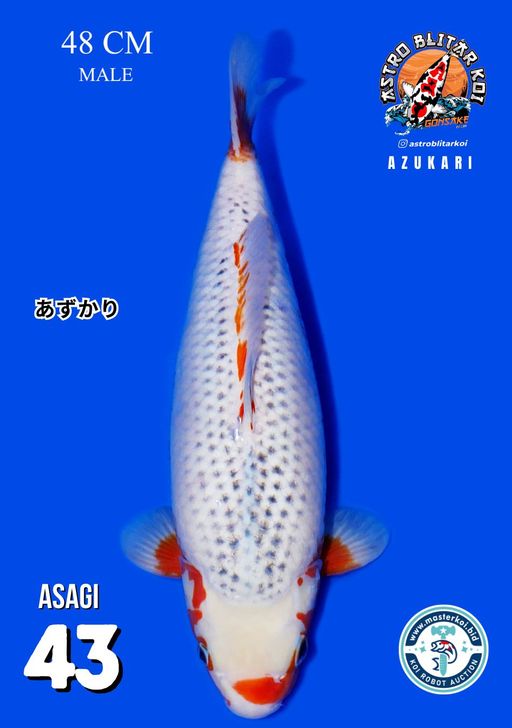 Lelang Koi Online, Jual Beli Ikan Koi, Pusat Jual Beli Koi, Info Lelang Koi Hari Ini, Platform Jual Beli Koi, Jual Beli Ikan Koi Online, Marketplace Ikan Koi, Jual Koi Terbaik, Tempat Beli Koi Berkualitas, Pasar Ikan Koi Online Terpercaya, Penjual Ikan Koi Terpercaya, Beli Koi Hias Online, Ikan Koi untuk Dijual, Koi Kualitas Terbaik, Toko Online Ikan Koi, Koi Hias Untuk Dijual, Jual Beli Ikan Koi Lokal, Koi Indonesia Online, Pusat Jual Beli Koi Terbesar