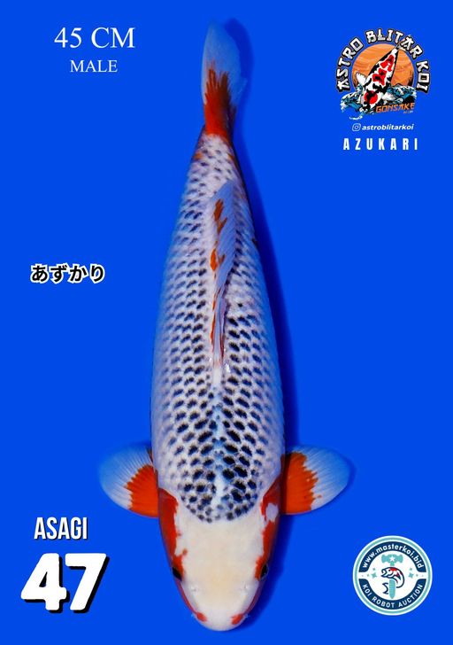 Lelang Koi Online, Jual Beli Ikan Koi, Pusat Jual Beli Koi, Info Lelang Koi Hari Ini, Platform Jual Beli Koi, Jual Beli Ikan Koi Online, Marketplace Ikan Koi, Jual Koi Terbaik, Tempat Beli Koi Berkualitas, Pasar Ikan Koi Online Terpercaya, Penjual Ikan Koi Terpercaya, Beli Koi Hias Online, Ikan Koi untuk Dijual, Koi Kualitas Terbaik, Toko Online Ikan Koi, Koi Hias Untuk Dijual, Jual Beli Ikan Koi Lokal, Koi Indonesia Online, Pusat Jual Beli Koi Terbesar