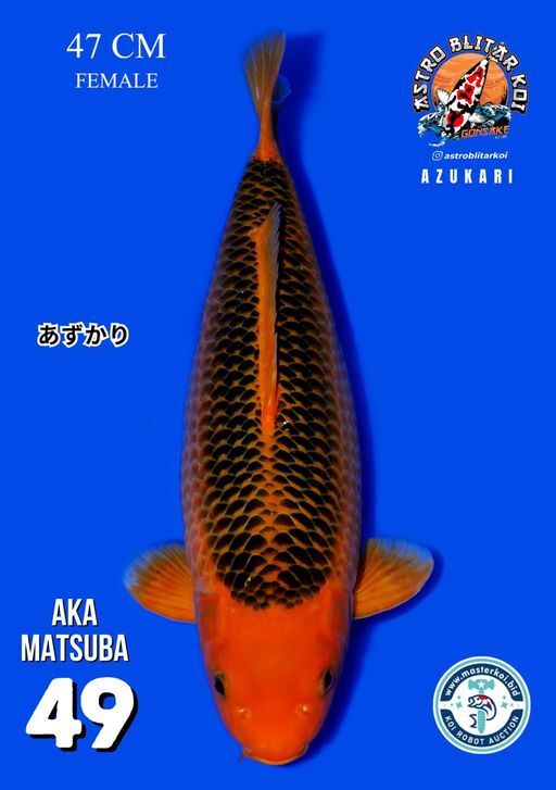 Lelang Koi Online, Jual Beli Ikan Koi, Pusat Jual Beli Koi, Info Lelang Koi Hari Ini, Platform Jual Beli Koi, Jual Beli Ikan Koi Online, Marketplace Ikan Koi, Jual Koi Terbaik, Tempat Beli Koi Berkualitas, Pasar Ikan Koi Online Terpercaya, Penjual Ikan Koi Terpercaya, Beli Koi Hias Online, Ikan Koi untuk Dijual, Koi Kualitas Terbaik, Toko Online Ikan Koi, Koi Hias Untuk Dijual, Jual Beli Ikan Koi Lokal, Koi Indonesia Online, Pusat Jual Beli Koi Terbesar
