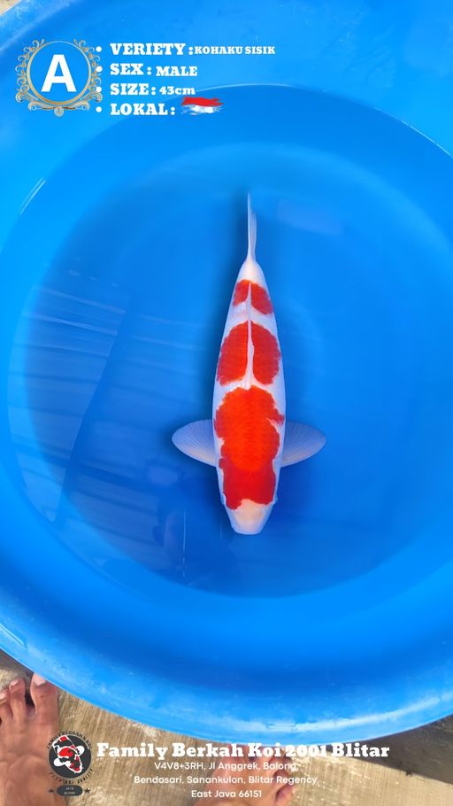 Lelang Koi Online, Jual Beli Ikan Koi, Pusat Jual Beli Koi, Info Lelang Koi Hari Ini, Platform Jual Beli Koi, Jual Beli Ikan Koi Online, Marketplace Ikan Koi, Jual Koi Terbaik, Tempat Beli Koi Berkualitas, Pasar Ikan Koi Online Terpercaya, Penjual Ikan Koi Terpercaya, Beli Koi Hias Online, Ikan Koi untuk Dijual, Koi Kualitas Terbaik, Toko Online Ikan Koi, Koi Hias Untuk Dijual, Jual Beli Ikan Koi Lokal, Koi Indonesia Online, Pusat Jual Beli Koi Terbesar